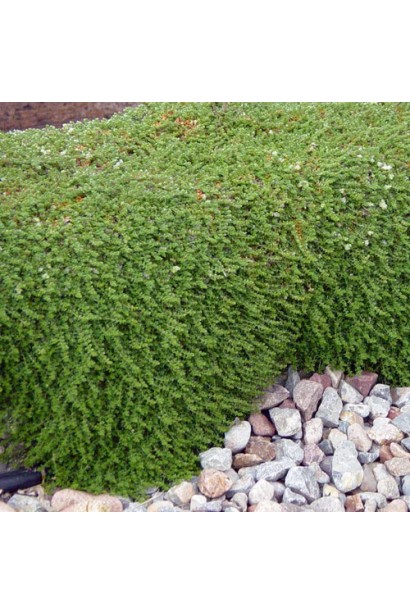 Пароніхія капела сріблястим листям